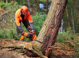 Best Hazardous Tree Removal  in Willow Creek, CA