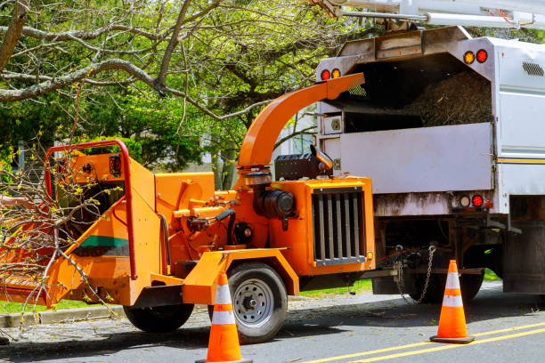  Willow Creek, CA Tree Services Pros