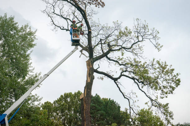 Professional  Tree Services in Willow Creek, CA