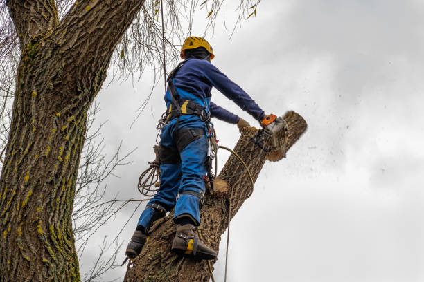 Best Utility Line Clearance  in Willow Creek, CA