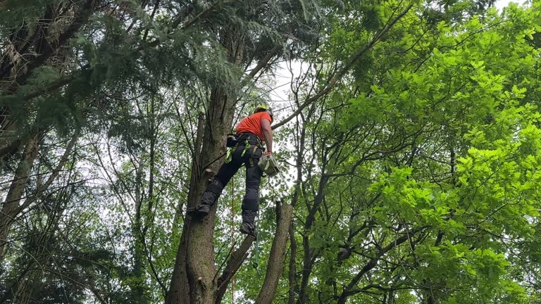 Best Seasonal Cleanup (Spring/Fall)  in Willow Creek, CA