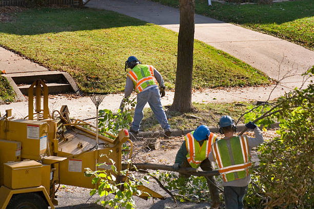 Best Tree Preservation Services  in Willow Creek, CA