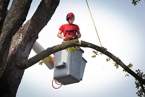 Best Arborist Consultation Services  in Willow Creek, CA