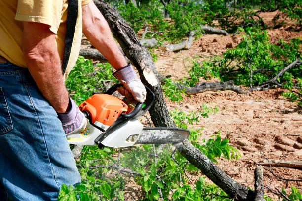 Best Fruit Tree Pruning  in Willow Creek, CA